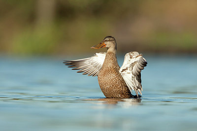 BUITEN BEELD Foto: 215436