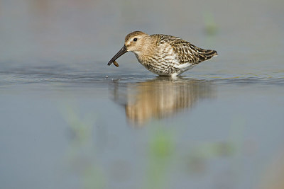 BUITEN BEELD Foto: 215443
