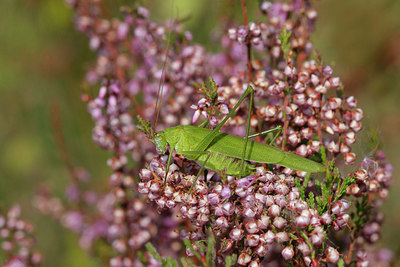 BUITEN BEELD Foto: 215500