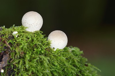 BUITEN BEELD Foto: 215514