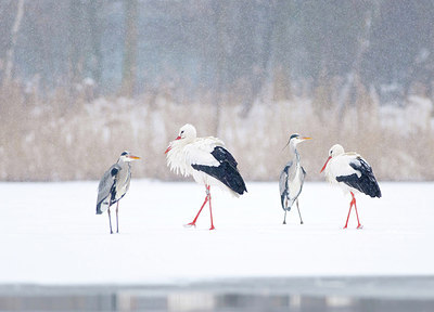 BUITEN BEELD Foto: 215524