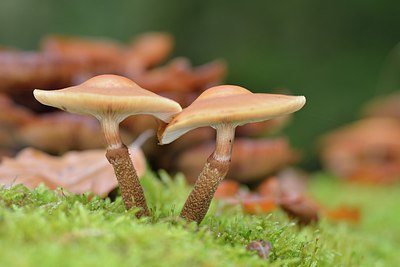 BUITEN BEELD Foto: 215527