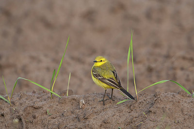 BUITEN BEELD Foto: 215532