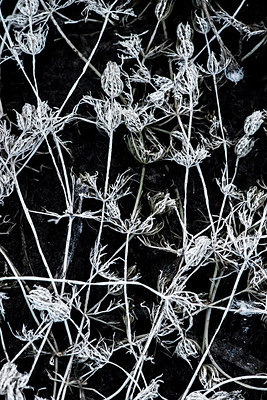 BUITEN BEELD Foto: 215559