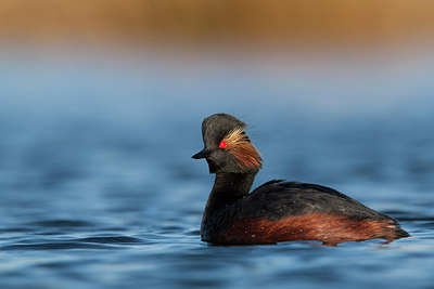 BUITEN BEELD Foto: 215615