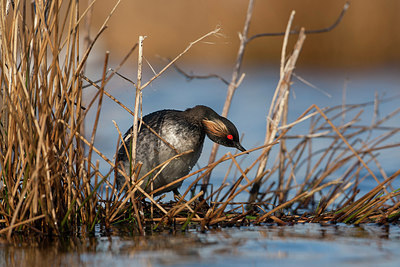 BUITEN BEELD Foto: 215616