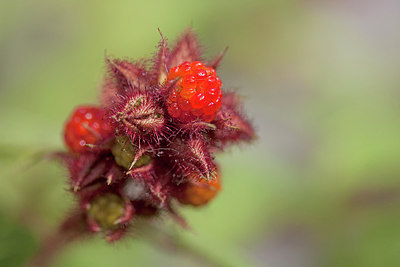 BUITEN BEELD Foto: 215654