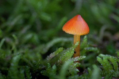 BUITEN BEELD Foto: 215697