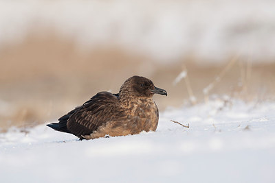 BUITEN BEELD Foto: 215714