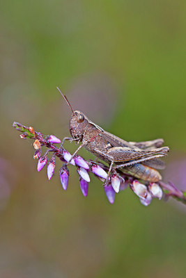 BUITEN BEELD Foto: 215731