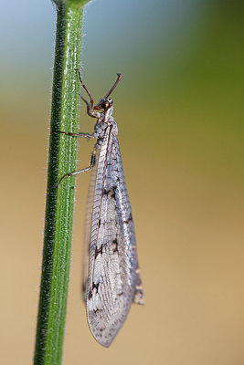 BUITEN BEELD Foto: 215735