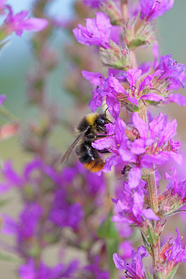 BUITEN BEELD Foto: 215738