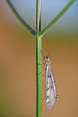 BUITEN BEELD Foto: 215741