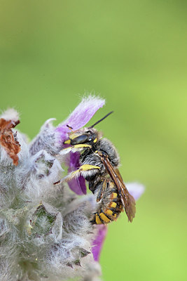 BUITEN BEELD Foto: 215743