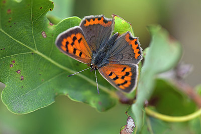 BUITEN BEELD Foto: 215746