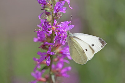 BUITEN BEELD Foto: 215747