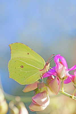 BUITEN BEELD Foto: 215755