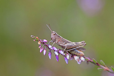 BUITEN BEELD Foto: 215756