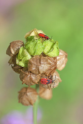 BUITEN BEELD Foto: 215765