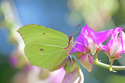 BUITEN BEELD Foto: 215766