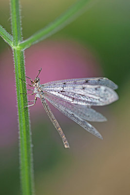 BUITEN BEELD Foto: 215769