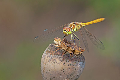 BUITEN BEELD Foto: 215774