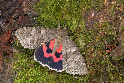 BUITEN BEELD Foto: 215779