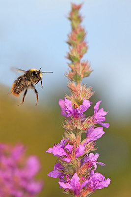 BUITEN BEELD Foto: 215782