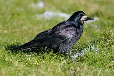 BUITEN BEELD Foto: 215784