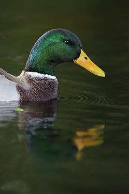 BUITEN BEELD Foto: 215788