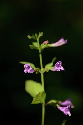 BUITEN BEELD Foto: 215805