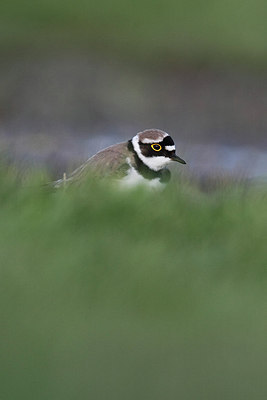 BUITEN BEELD Foto: 215815