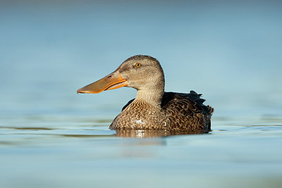 BUITEN BEELD Foto: 215832