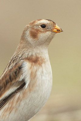 BUITEN BEELD Foto: 215851