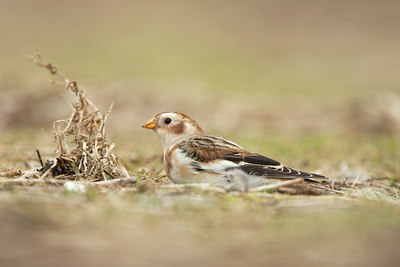 BUITEN BEELD Foto: 215854