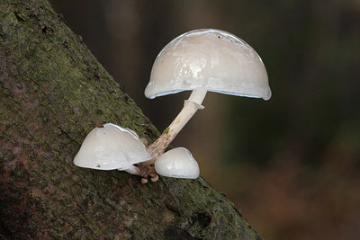 BUITEN BEELD Foto: 215868