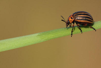 BUITEN BEELD Foto: 215872