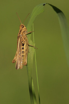 BUITEN BEELD Foto: 215875