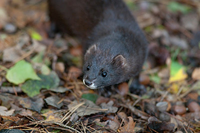 BUITEN BEELD Foto: 215879