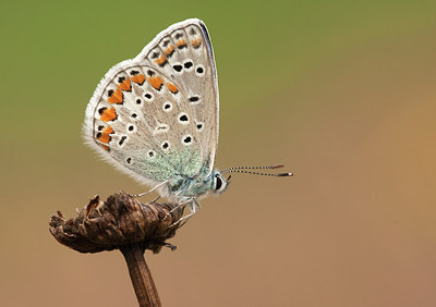 BUITEN BEELD Foto: 215885