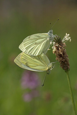 BUITEN BEELD Foto: 215891