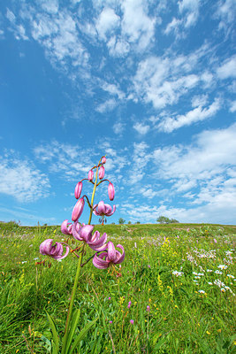 BUITEN BEELD Foto: 215909