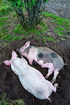 BUITEN BEELD Foto: 215912