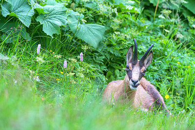 BUITEN BEELD Foto: 215938