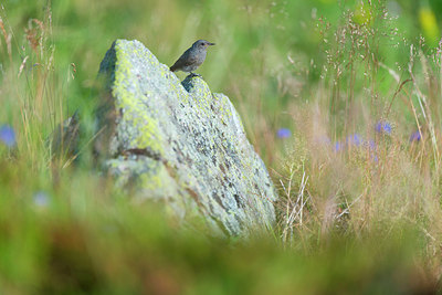 BUITEN BEELD Foto: 215949