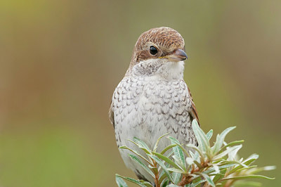 BUITEN BEELD Foto: 215978