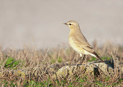 BUITEN BEELD Foto: 215992