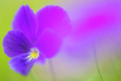 BUITEN BEELD Foto: 215993