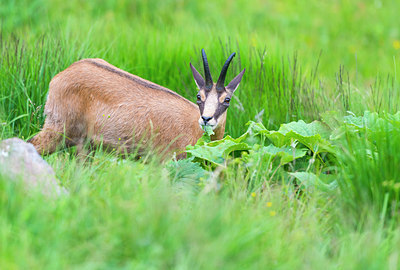 BUITEN BEELD Foto: 215994