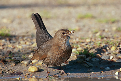 BUITEN BEELD Foto: 216015